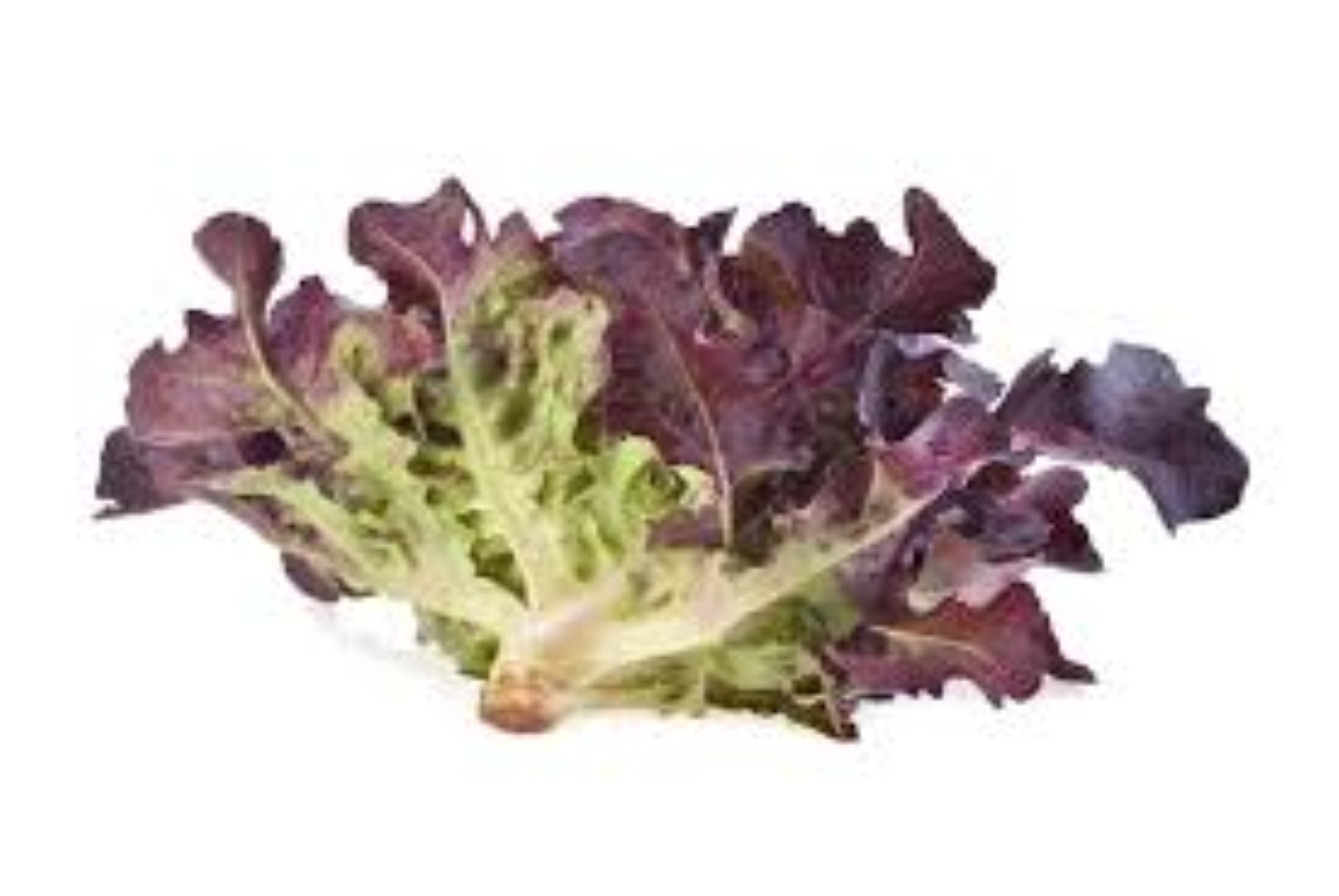 KEITT RED OAK LETTUCE 150G